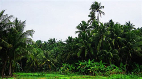 香辣金针菇加盟连锁店排行榜，香辣金针菇多少钱